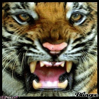 Tiger's Roar! Picture #123634559 | Blingee.com