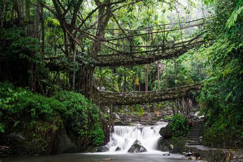 Living Root Bridges of Meghalaya: The Double-decker Marvel | by Monu Antil | Medium