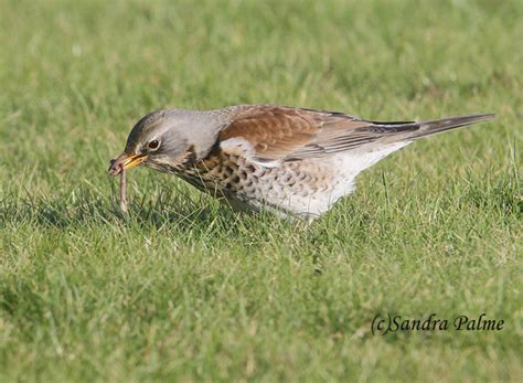 Fieldfare - bird photos by Sandra Palme