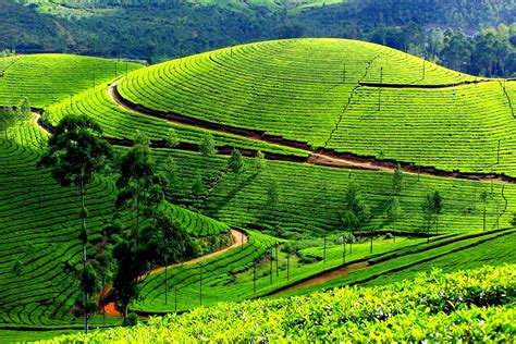 Munnar is one of the Most Visited Tourist Places in India among US Travelers - Munnar Tour Guide