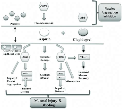 Mechanism of action of aspirin and clopidogrel on platelet aggregation ...