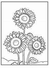 Three Sunflowers coloring Page  Download Print Or Color Online For Free sketch template