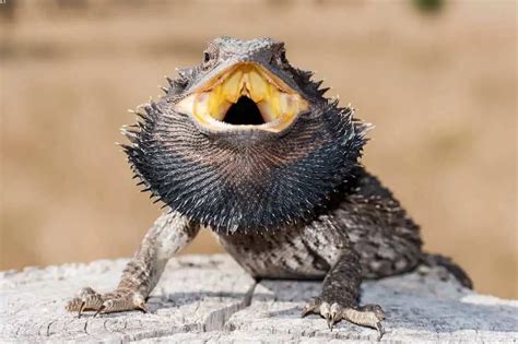 Bearded Dragon Holding Its Mouth Open? Here's Why