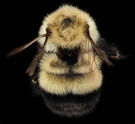 : Bumble bee survey : Minnesota Bee Atlas : Citizen science ...