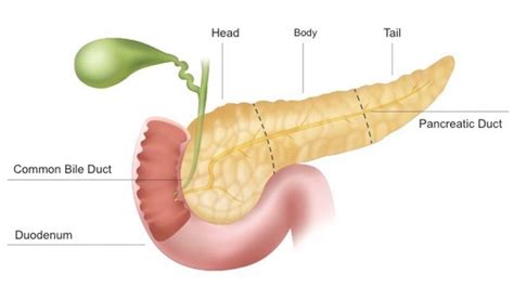 Pancreatic Diseases - General and Hepato-Pancreato-Biliary Surgeon