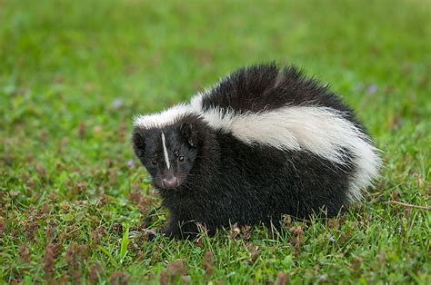 What Do Skunks Eat? - WorldAtlas