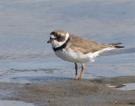 Semipalmated Plover | San Diego Bird Spot