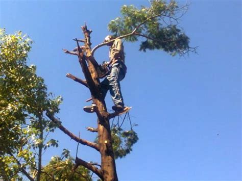 The Best Cape Town Tree Felling Services - Team La