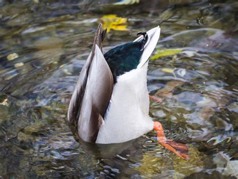 All Dabbling Ducks In North America (ID, Calls, Photos)