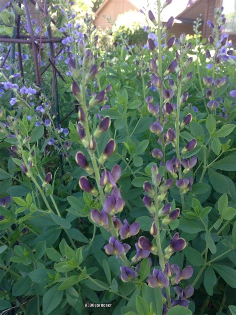 Baptisias: Plant Care and Collection of Varieties - Garden.org