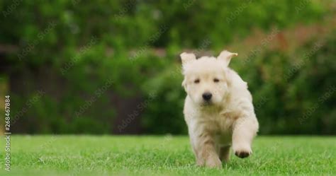 Video Stock Slow motion of a playful puppy of Golden Retriever dog with ...