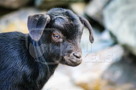 Small cute black baby goat in a village in rural Assam : Anipixels