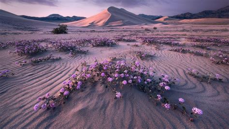 Desert Flowers Wallpapers - Top Free Desert Flowers Backgrounds - WallpaperAccess