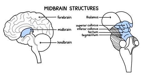 Midbrain Parts Diagram