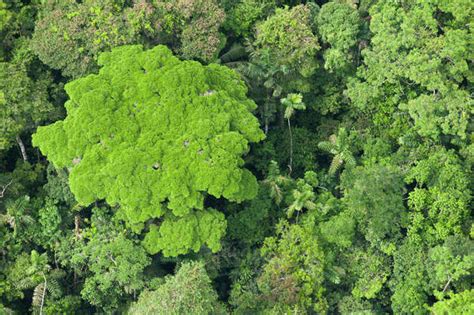 Rainforest Canopy, Yasuni National Park, Amazon Rainforest, Ecuador ...