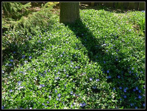 Pachysandra, Periwinkle, and Flowering Crabapple Tree