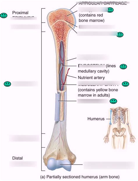 Parts Of A long Bone Diagram | Quizlet