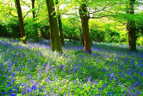 Bluebell Forest | Facebook Photography Fan Page: Become a Fa… | Flickr