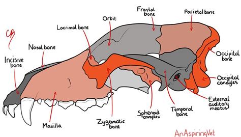 Get Me Into Vet School | Vet school, Vet medicine, Canine skull