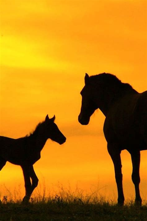 Horse Silhouette, sunset, horses | Horse wallpaper, Horse silhouette ...