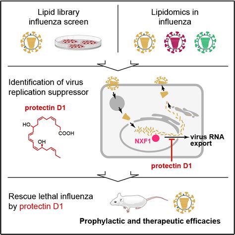 Virus Replication