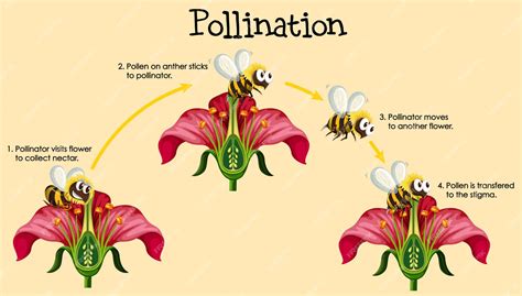 Free Vector | Diagram showing pollination with bee and flowers