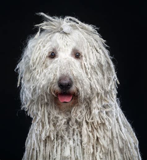 Komondor Dog, Hungarian Shepherd on Black Background Stock Photo - Image of cute, canine: 111323456