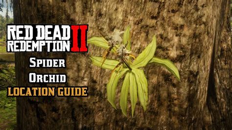 Spider Orchid - Location Guide | Red Dead Redemption 2 - YouTube