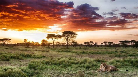 Serengeti National Park Wallpapers - Wallpaper Cave