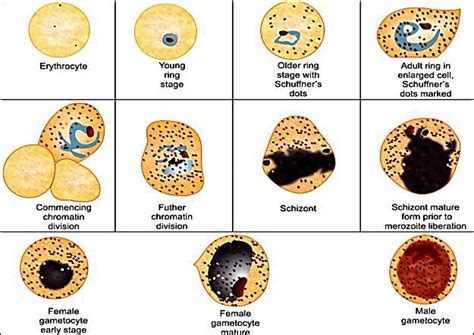 3: Plasmodium vivax (Morphological forms present in Blood) Source:... | Download Scientific Diagram