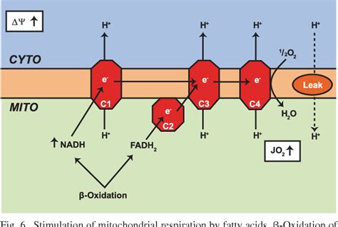 Figure 2 from The Randle cycle revisited: a new head for an old hat. | Semantic Scholar