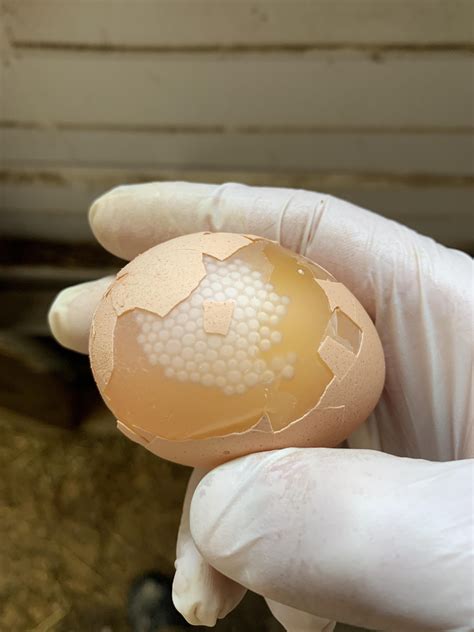 The way this egg shell broke but the membrane remained intact : r/mildlyinteresting