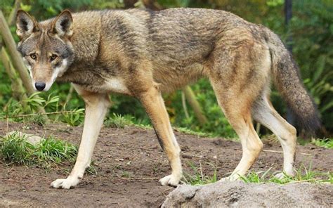 Red Wolf – Facts, Size, Habitat, Population, and Picture