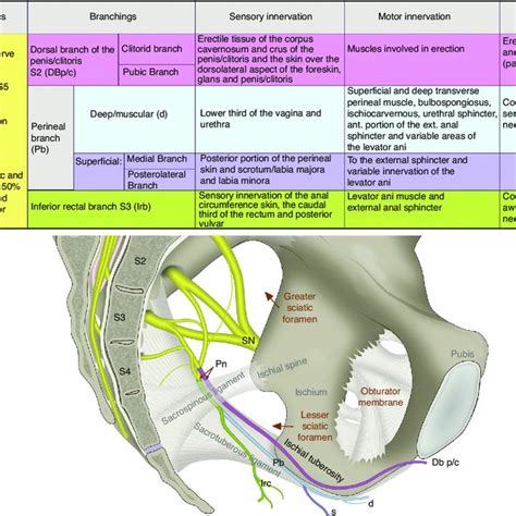 Pudendal Nerve Anatomy Function And Location Body Maps Nerve Anatomy ...