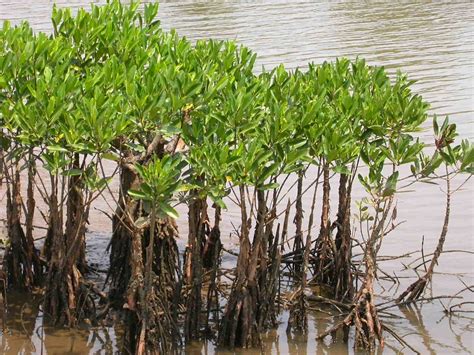 Mangrove - Wikipedia