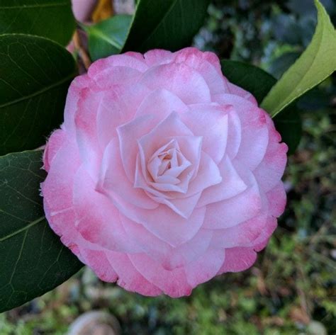 Camellia japonica 'Grace Albritton' 6" Pot - Hello Hello Plants