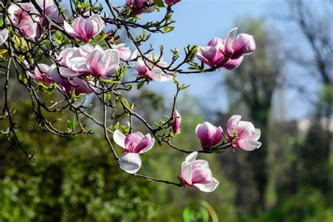 Magnolia blossom: tips for flowering - Plantura