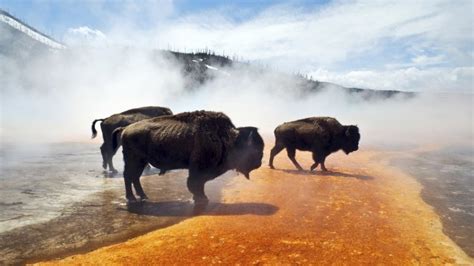 The Ultimate Guide to Yellowstone Wildlife Viewing - Cool Green Science