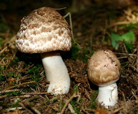 Agaricus augustus, The Prince mushroom