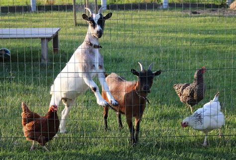 Can Goats Eat Chicken Feed? What You Need To Know Now