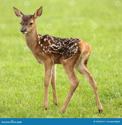 Baby Fallow Deer stock image. Image of close, wild, animal - 32553519