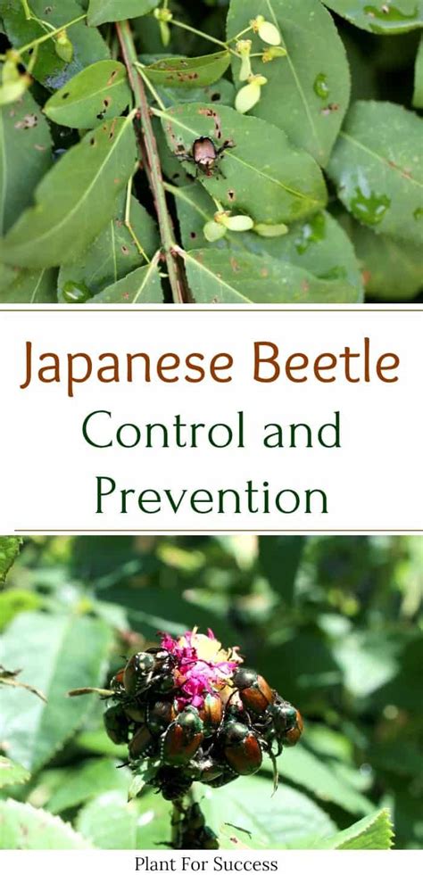 Japanese Beetle: Control and Prevention | Japanese beetles, Japanese ...