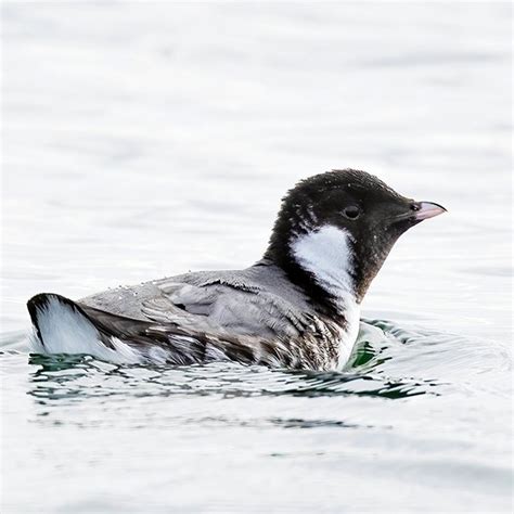 Ancient Murrelet — Eastside Audubon Society