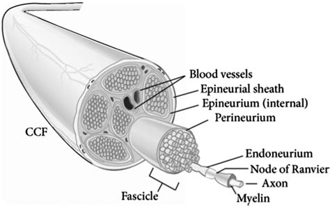 Neuron Model Labeled Endoneurium