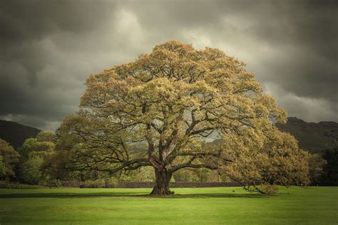 Trees For Tomorrow: Join Country Life as we plant thousands of trees - Country Life