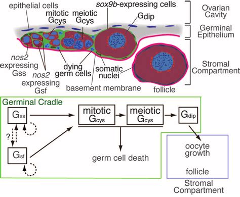 A schematic representation of germ cell development in the germinal ...