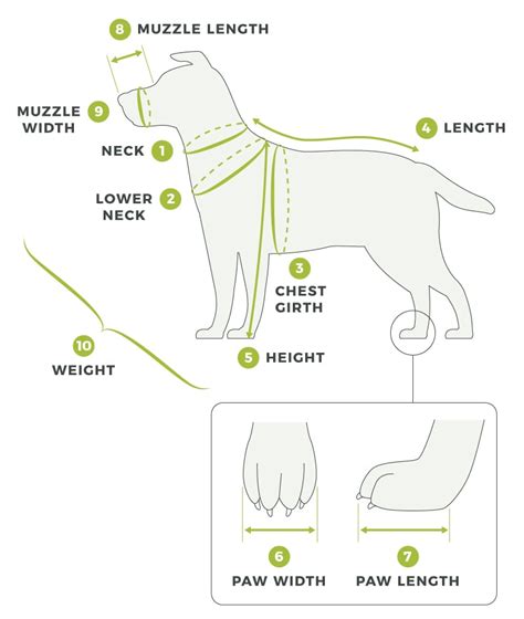 Dog Measurement Chart