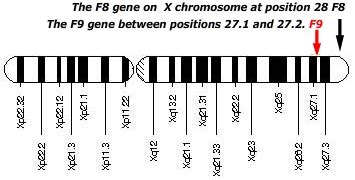 Hemophilia tests