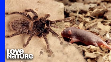 Goliath Birdeater Tarantula Bite