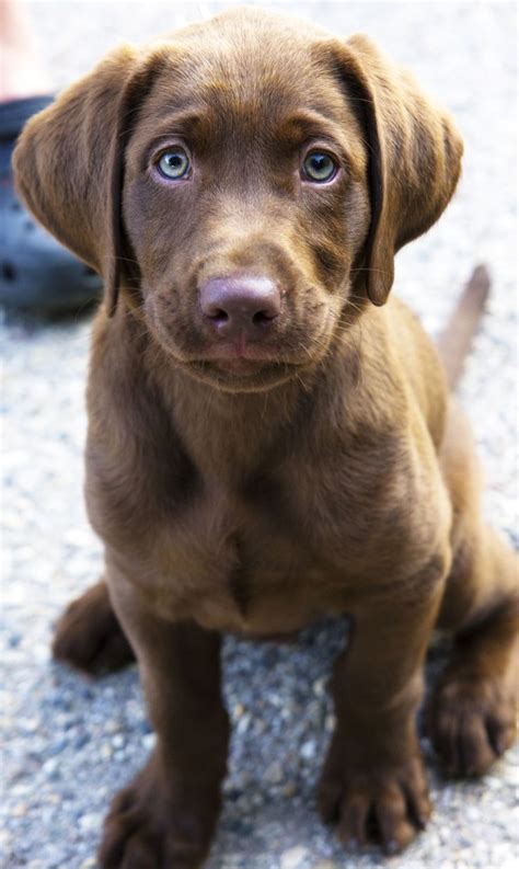 Pin by Labrador Stuff on Brown Labradors | Lab puppies, Puppies, Chocolate lab puppies